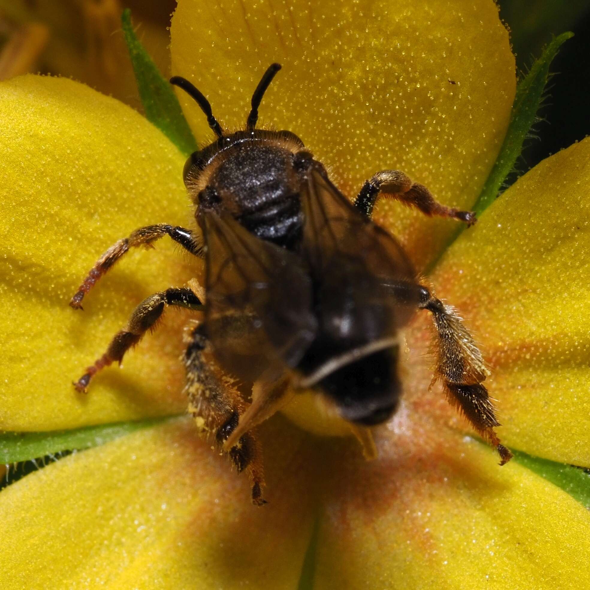 Image of Macropis fulvipes (Fabricius 1804)