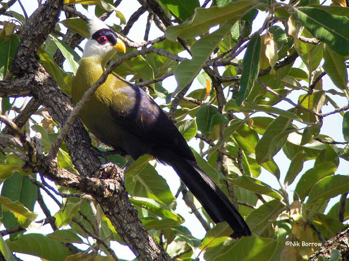 Image of White-crested Turaco