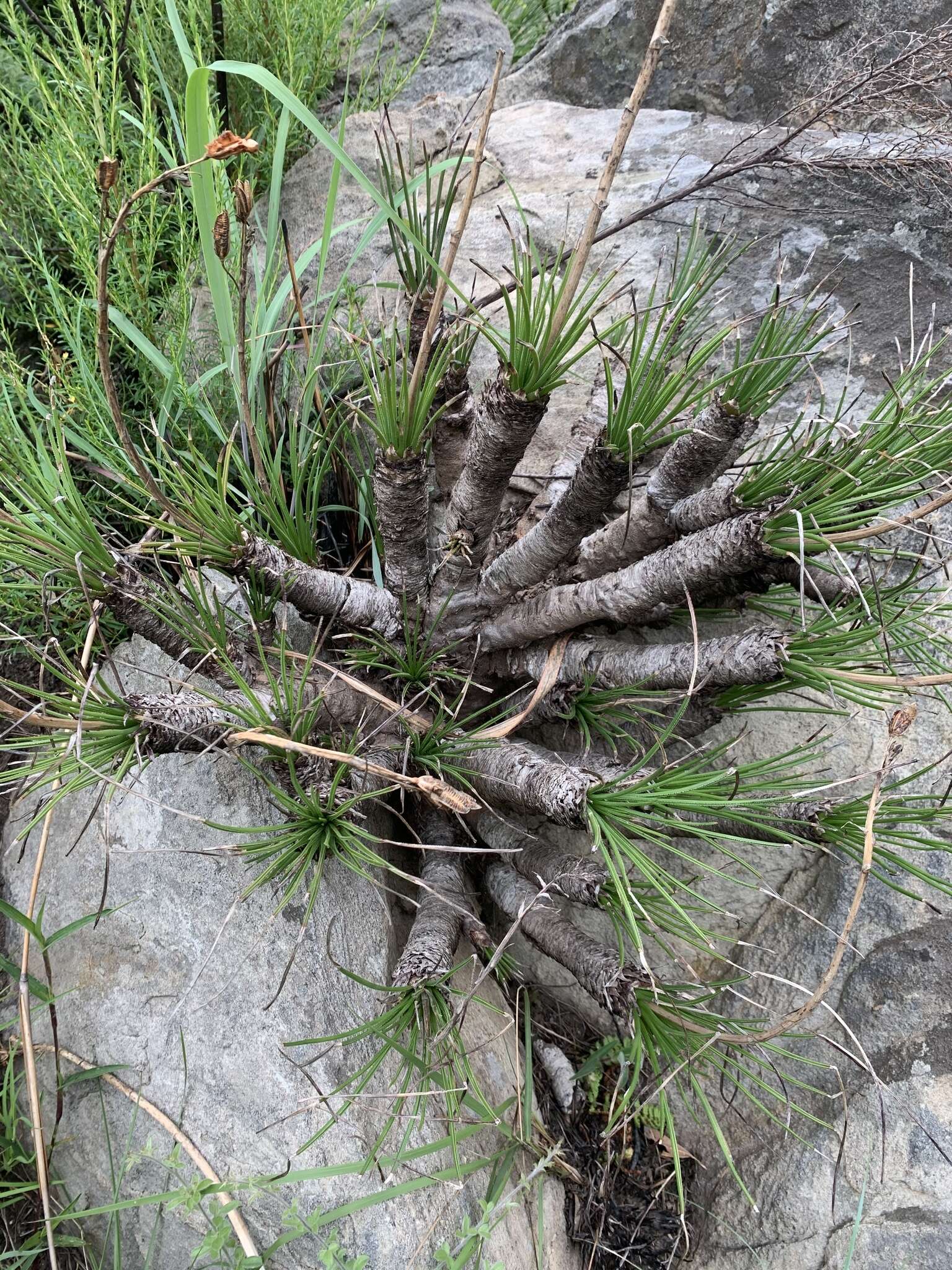 Image of Aloe chortolirioides var. chortolirioides