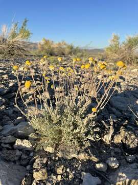 Plancia ëd Artemisia potentilloides var. nitrophila (Cronquist) C. R. Hobbs & B. G. Baldwin