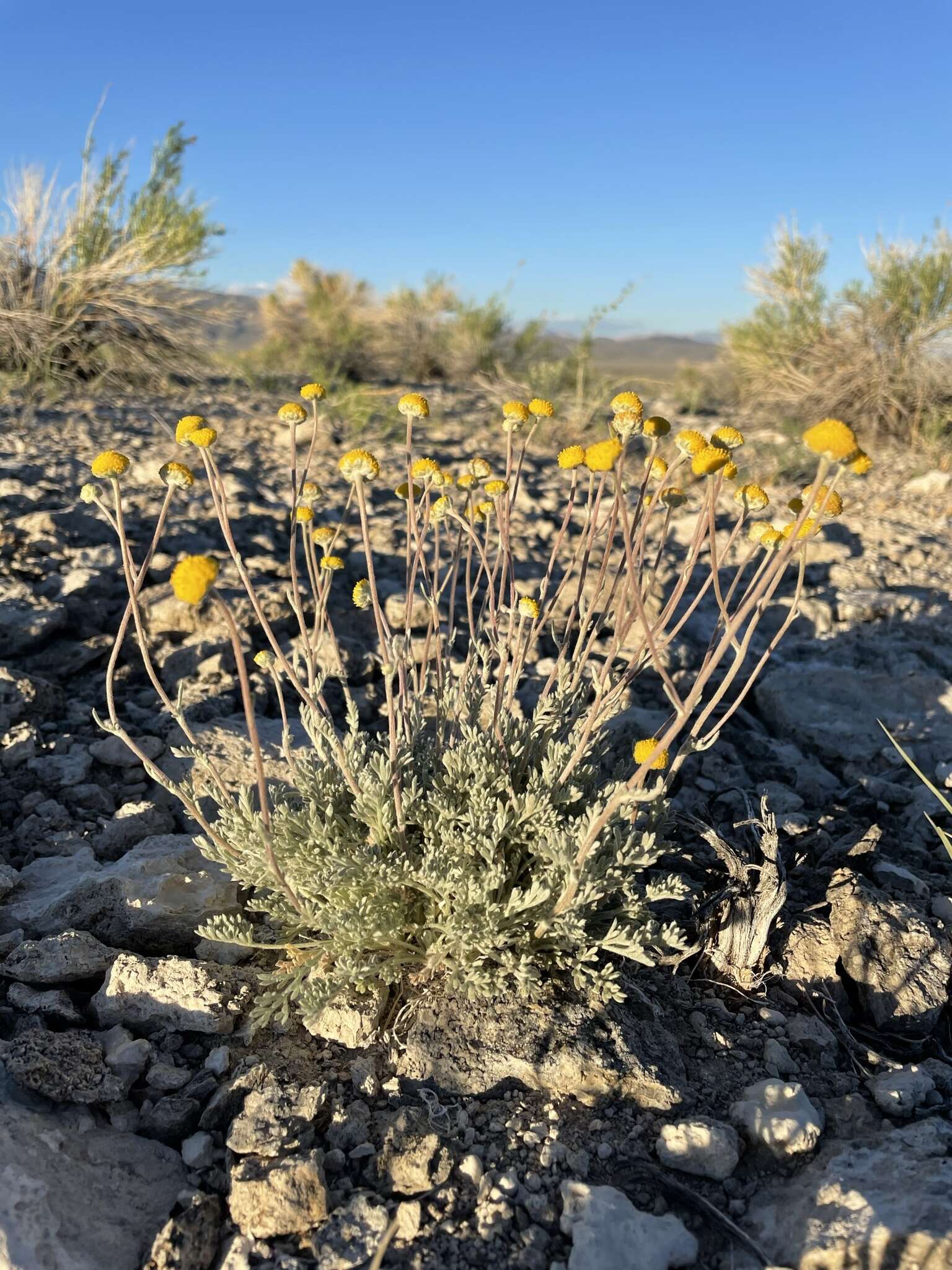 Image of Artemisia potentilloides var. nitrophila (Cronquist) C. R. Hobbs & B. G. Baldwin