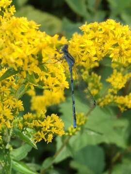 Image of Hagen's Bluet