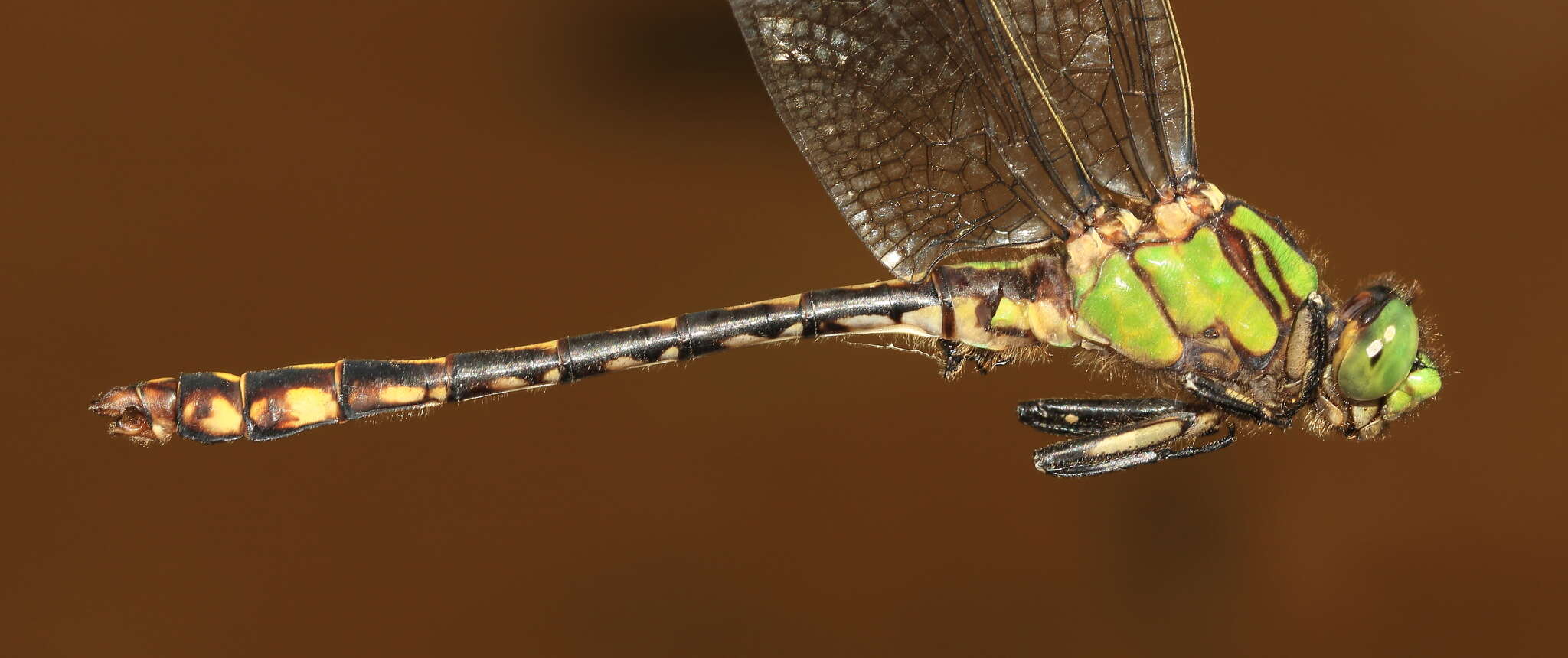 صورة Ophiogomphus aspersus Morse 1895