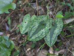 Image of Asarum nipponicum Maekawa