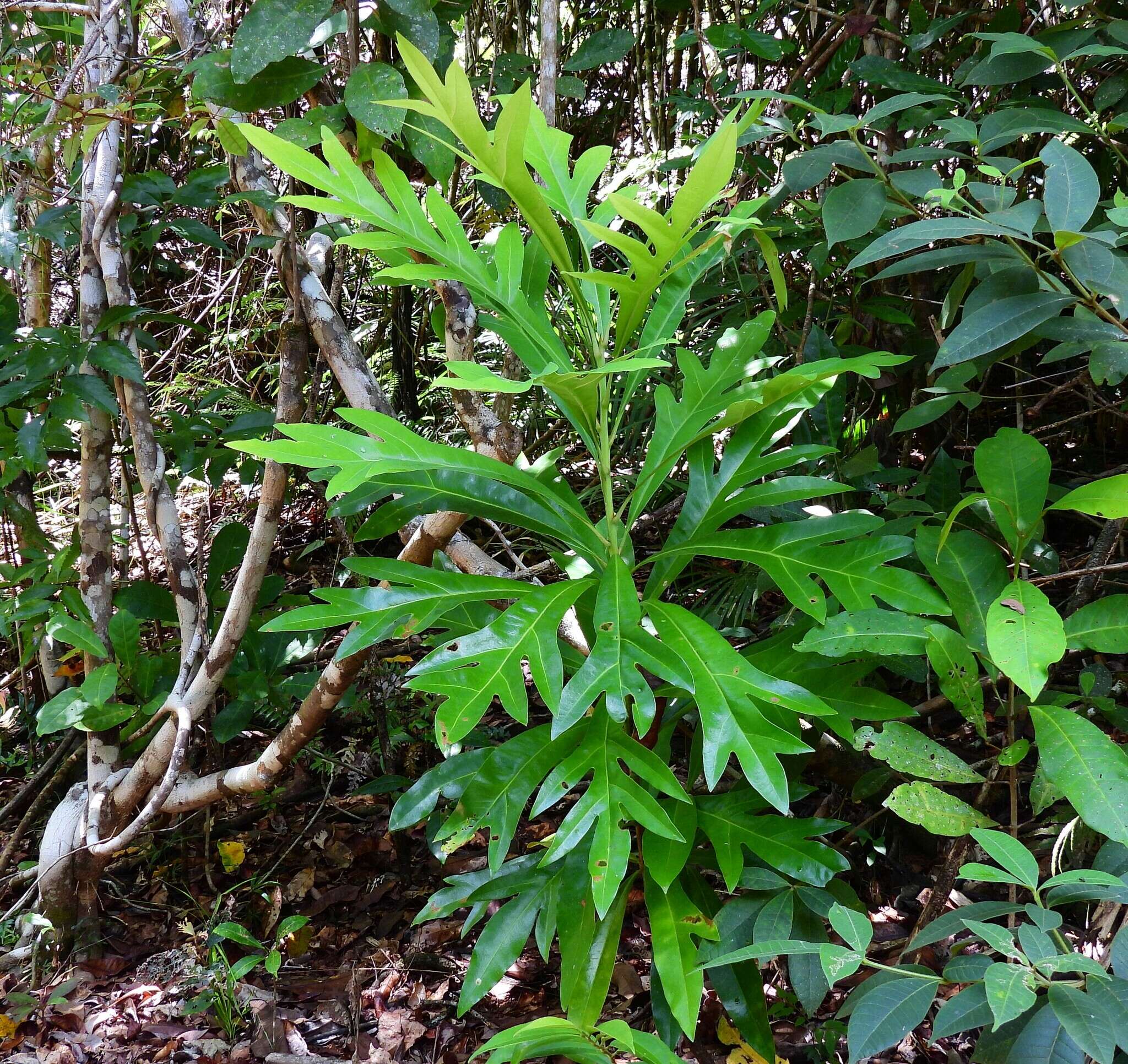 Image of Placospermum coriaceum C. T. White & Francis