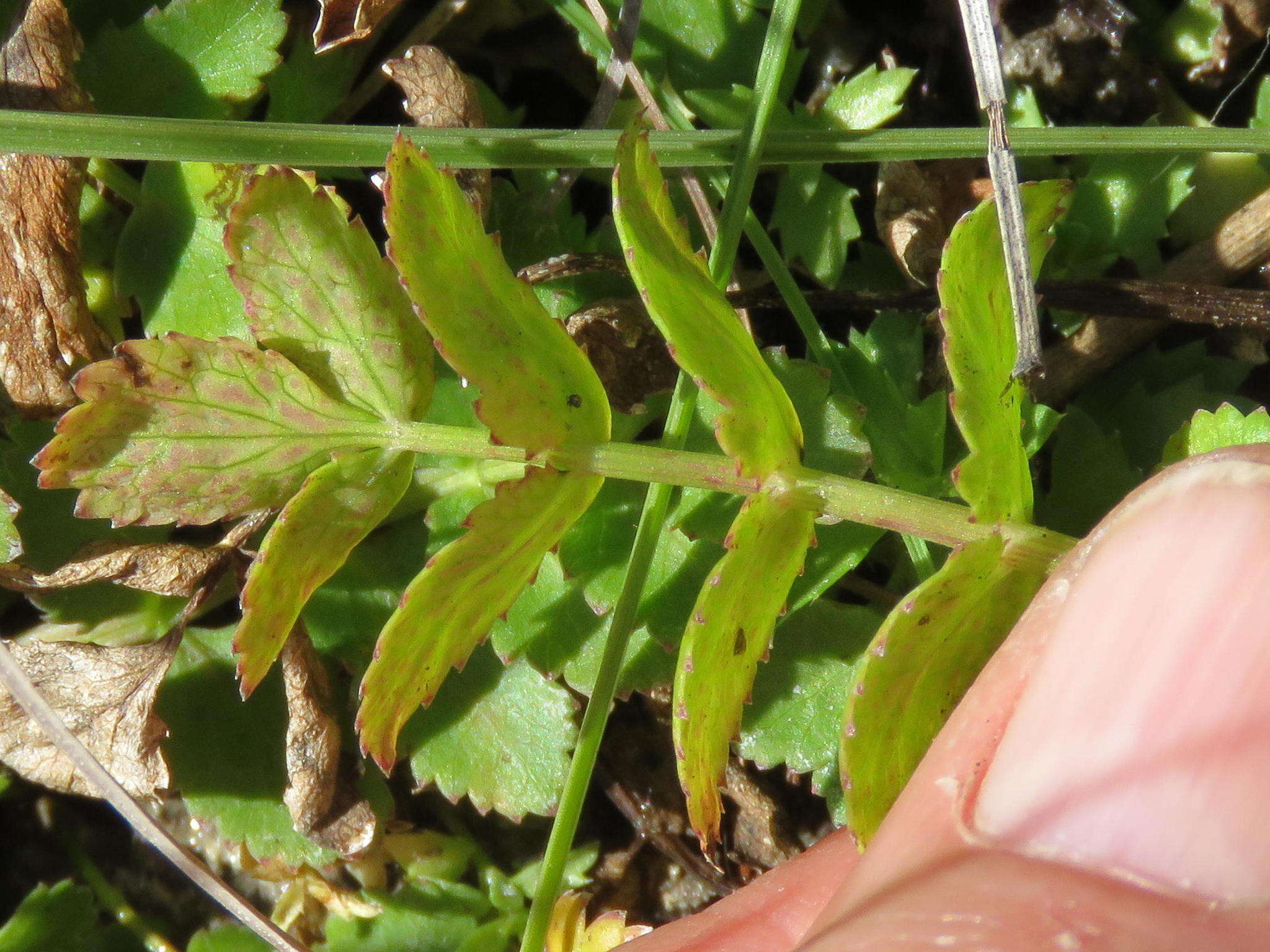 Imagem de Berula erecta subsp. thunbergii (DC.) B. L. Burtt