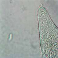 Image of Amphileptus pleurosigma (Stokes 1884) Foissner 1984