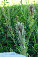 Image of attenuate Indian paintbrush