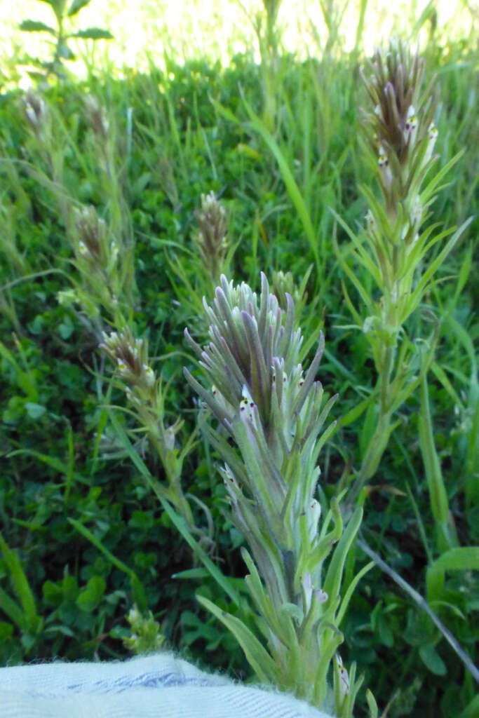 Image of attenuate Indian paintbrush