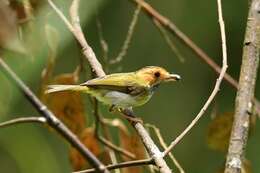 Image of Rufous-faced Warbler