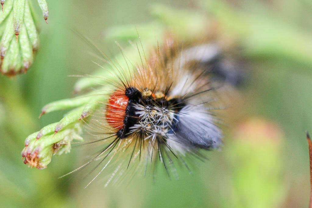 صورة Bracharoa quadripunctata Wallengren 1875