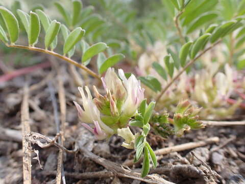 Image of <i>Astragalus <i>lentiginosus</i></i> var. lentiginosus