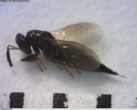 Image of <i>Pteromalus phycidis</i> (Ashmead 1898)