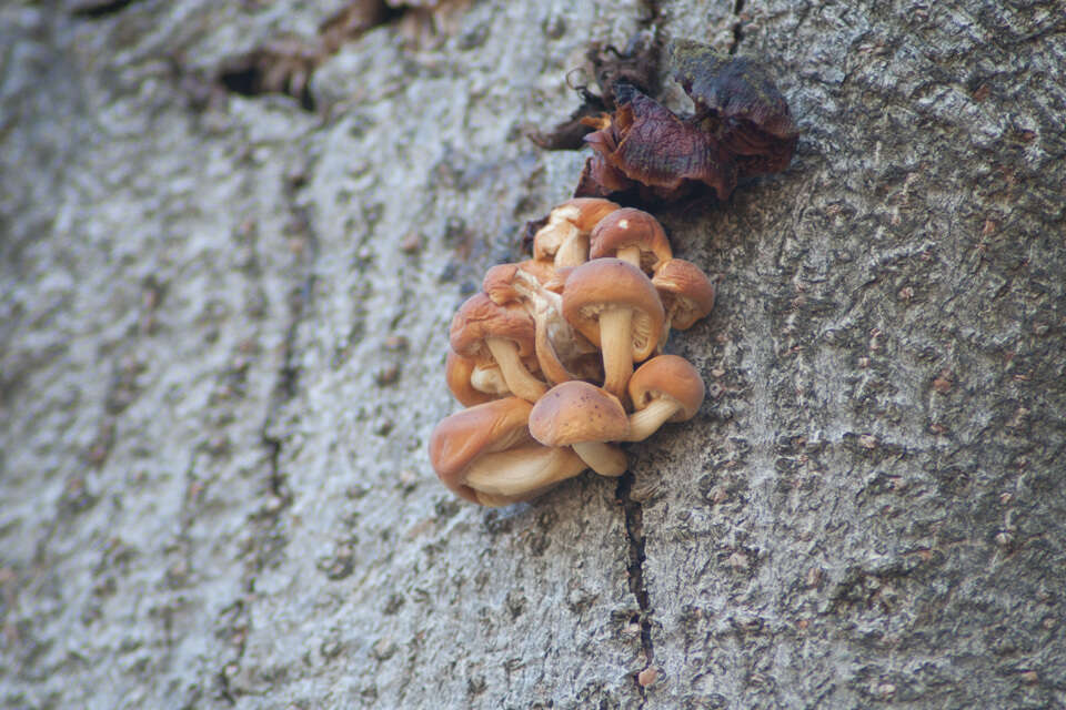 Plancia ëd Flammulina velutipes (Curtis) Singer 1951