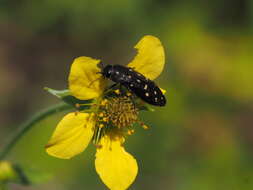 Image of Acmaeodera degener (Scopoli 1763)