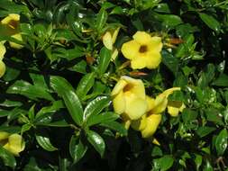 Image of bush allamanda