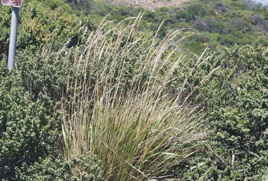 Image of Pacific reedgrass