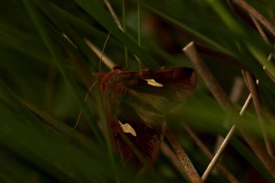 Autographa bractea Schiffermüller 1776 resmi