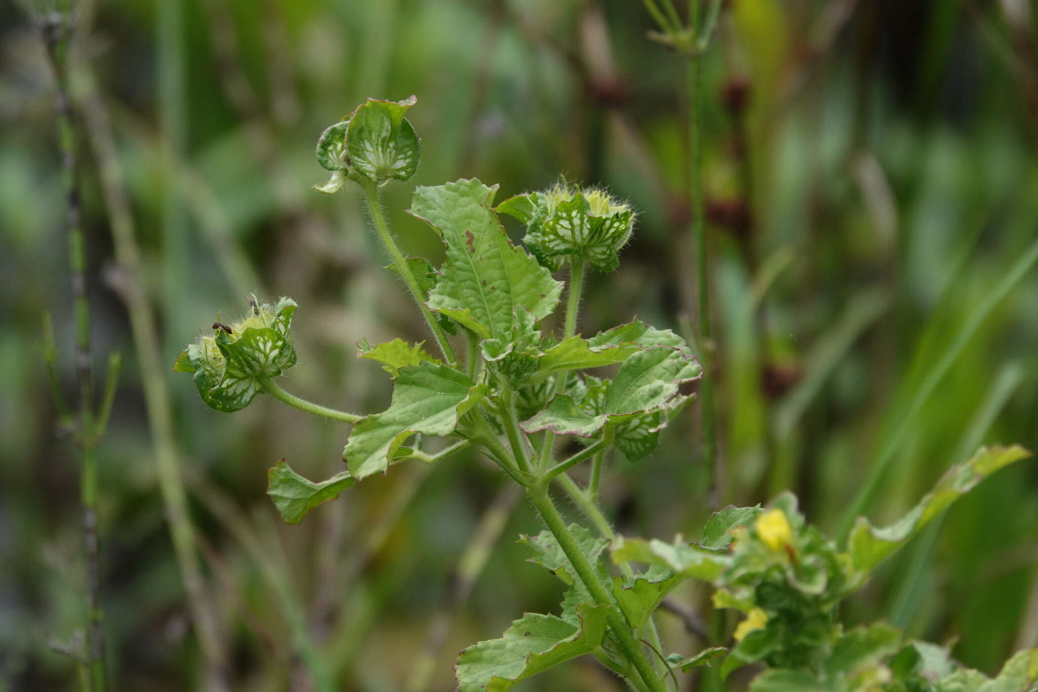 صورة Malachra capitata (L.) L.