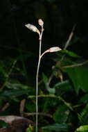 Image of Gastrodia peichatieniana S. S. Ying