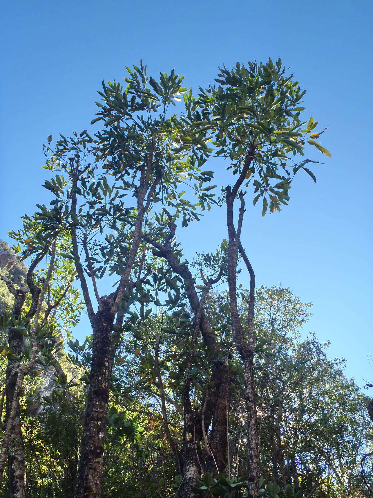 Image of Common Cabbage Tree