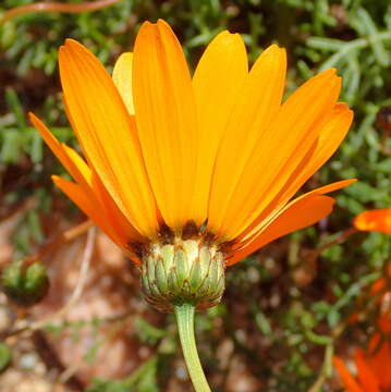 Ursinia calenduliflora (DC.) N. E. Br. resmi