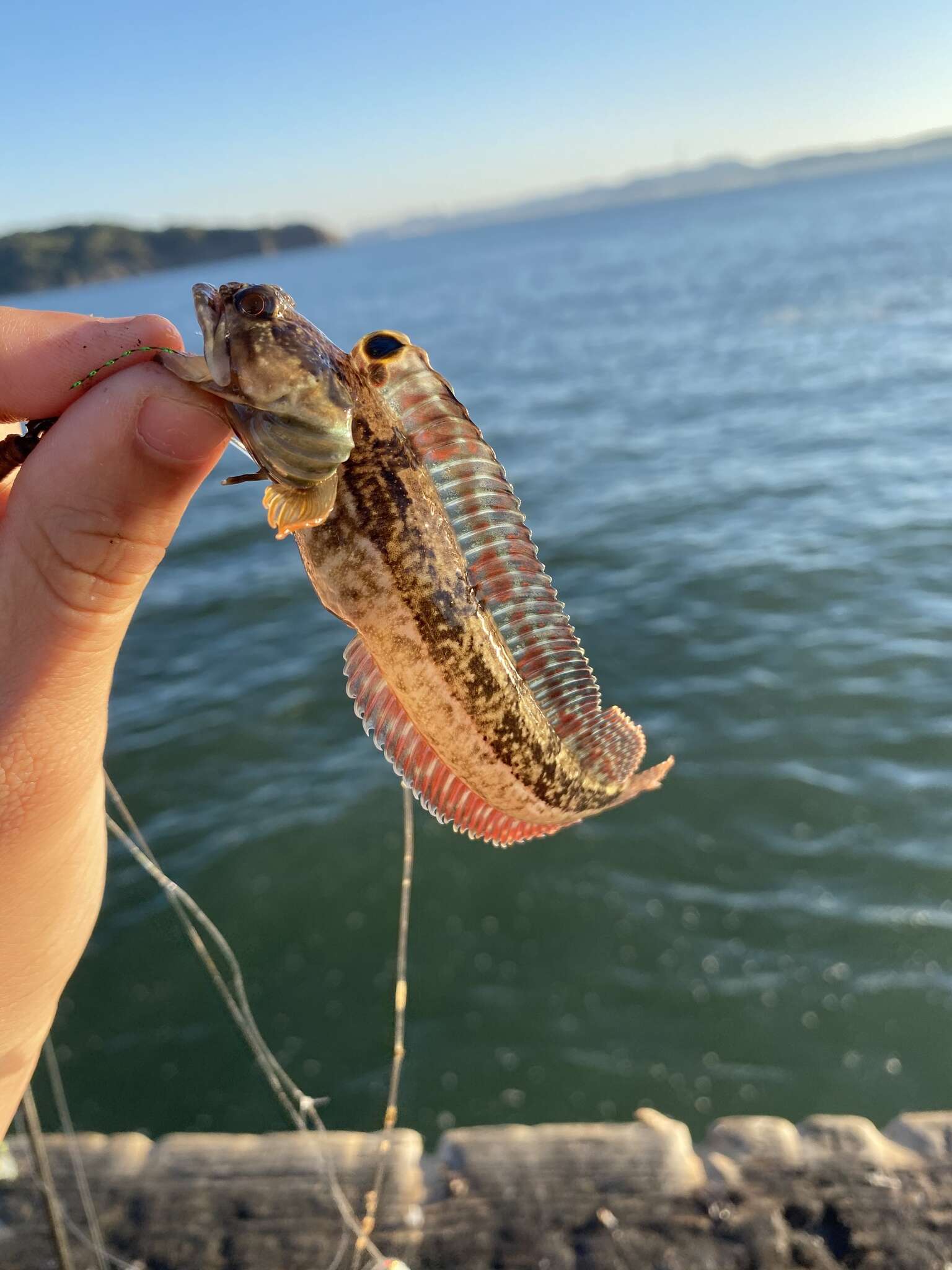 Image of One-Spot Fringehead