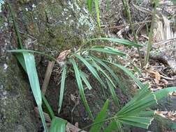 Image of Tampa butterfly orchid