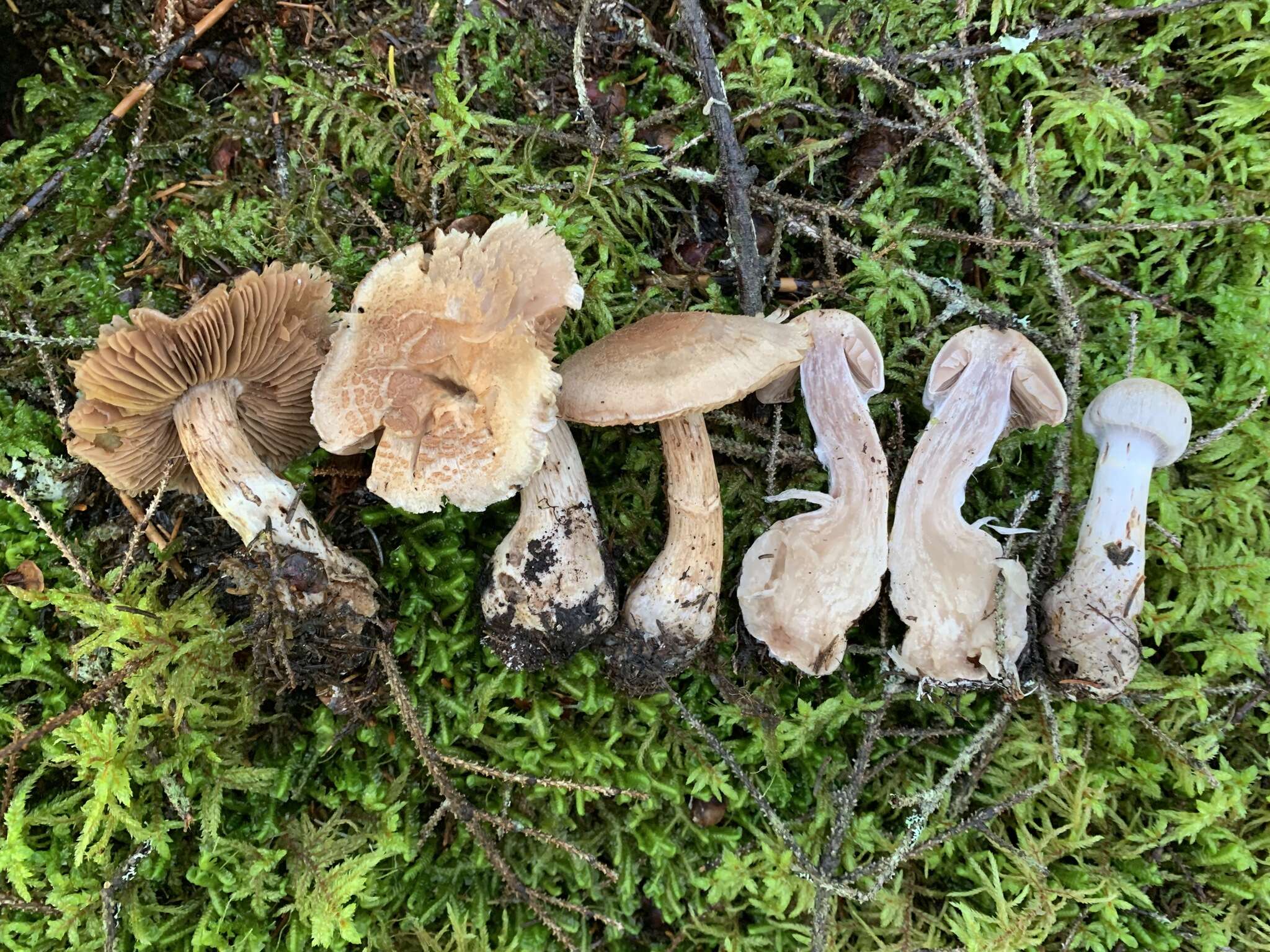 Image of Cortinarius malachius (Fr.) Fr. 1838