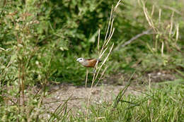 Image of Pale-headed Munia