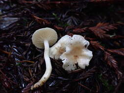 Image of Hygrocybe pusilla (Peck) Murrill 1916