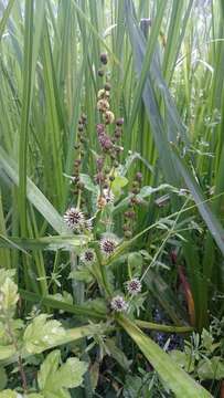 Image of Branched Bur-reed