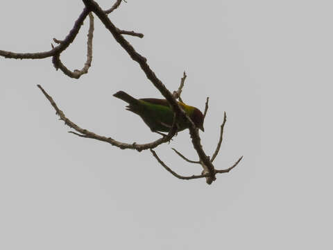 Image of Rufous-winged Tanager