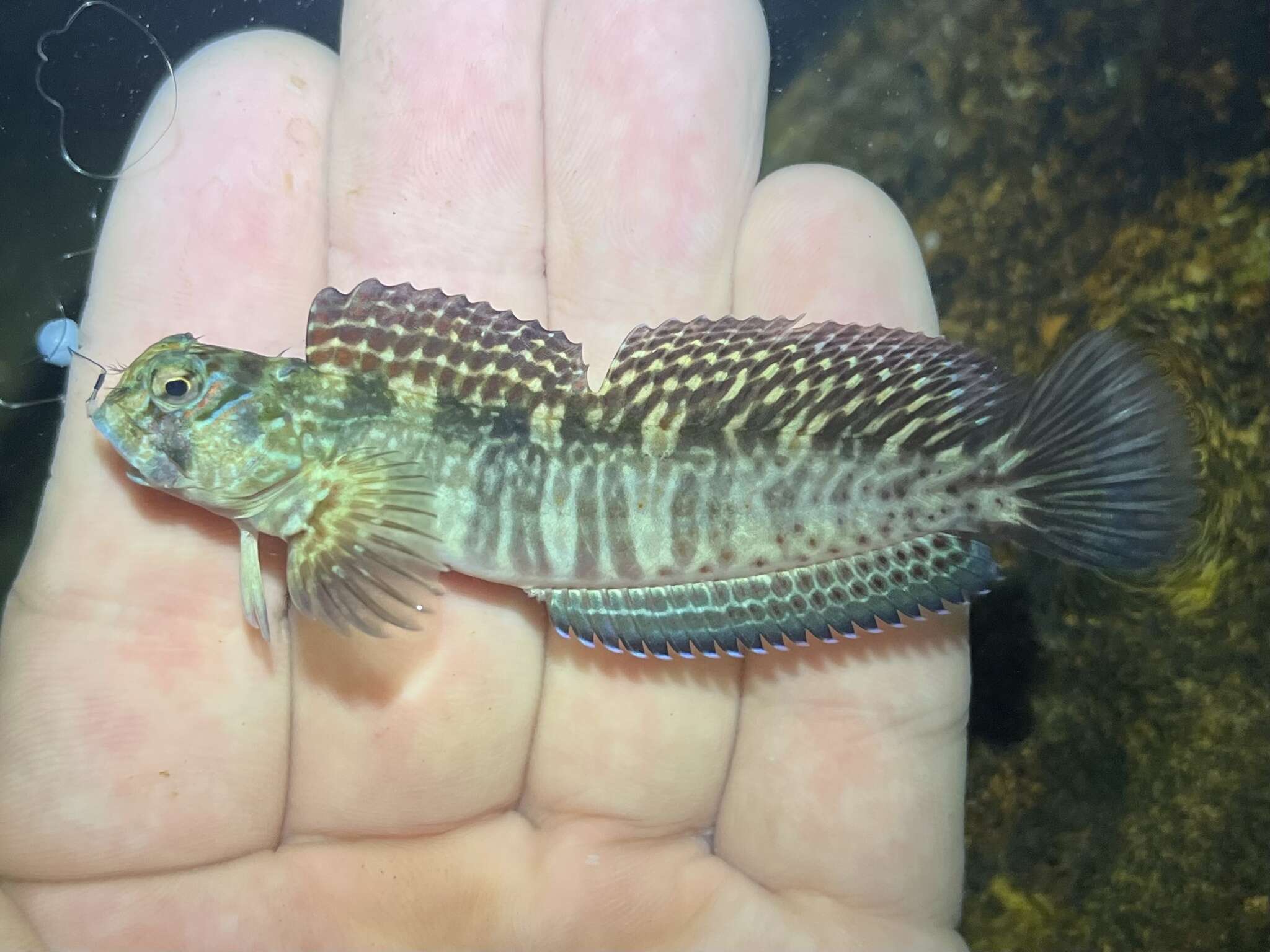 Image of Coral Blenny