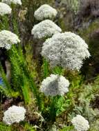 Image of Pseudoselago densifolia (Hochst.) O. M. Hilliard