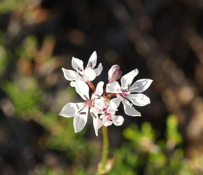 Image of Burchardia umbellata R. Br.