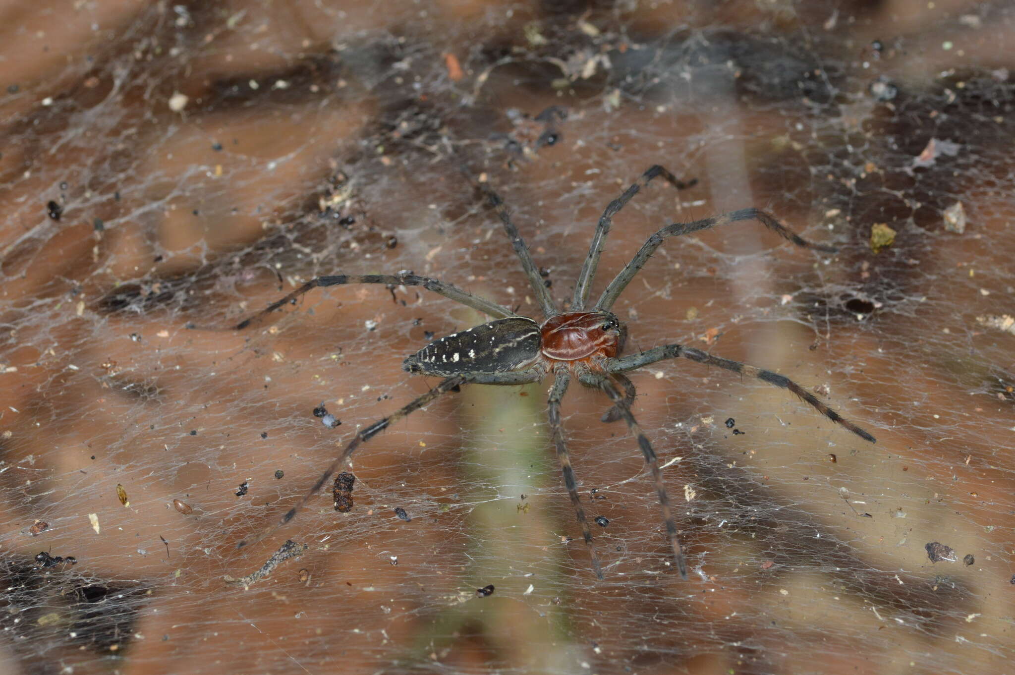 Image of Aglaoctenus castaneus (Mello-Leitão 1942)