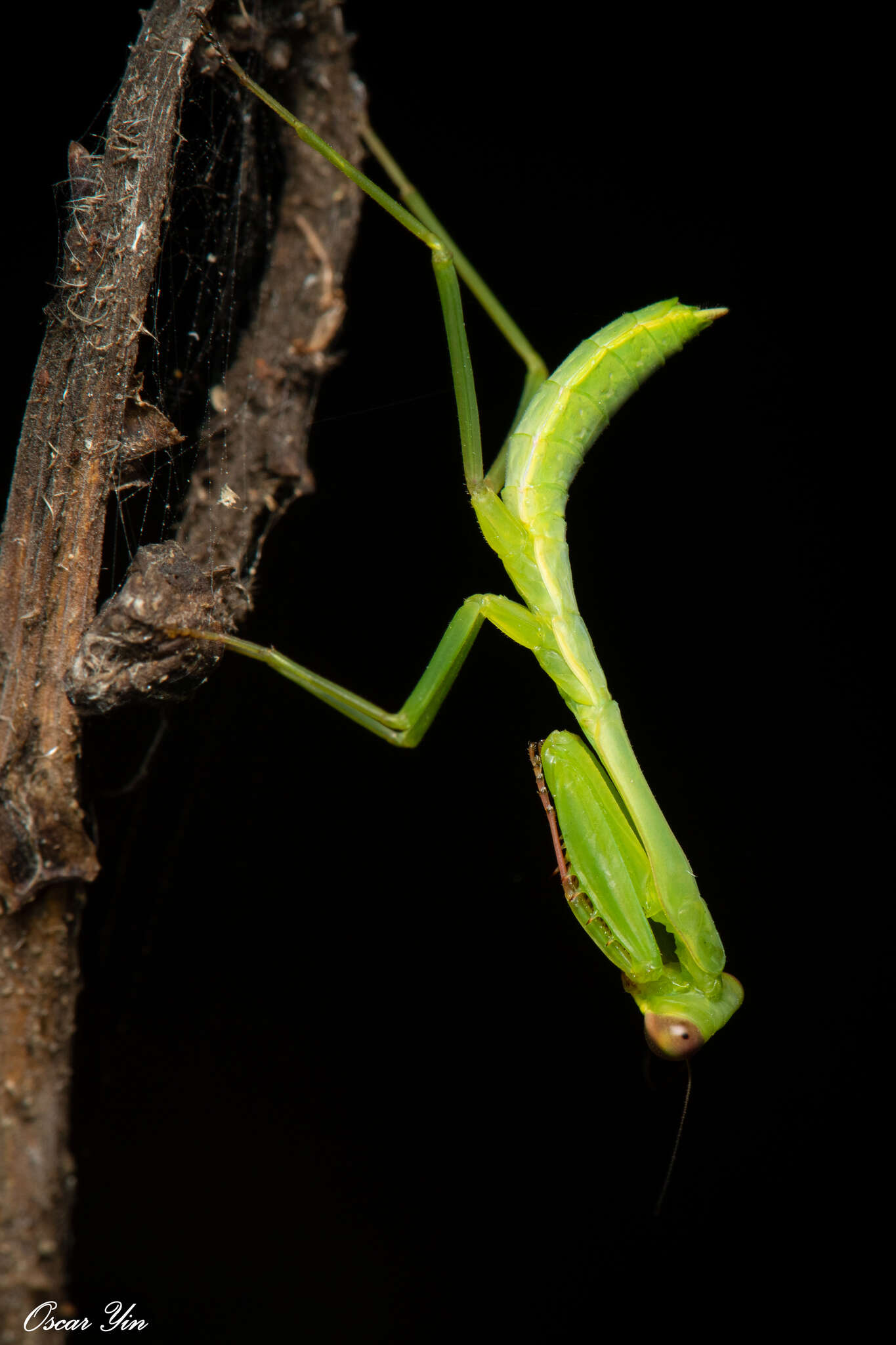 Image of Titanodula formosana Giglio-Tos 1912