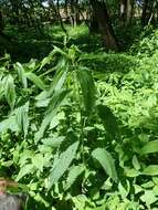 Image of California nettle