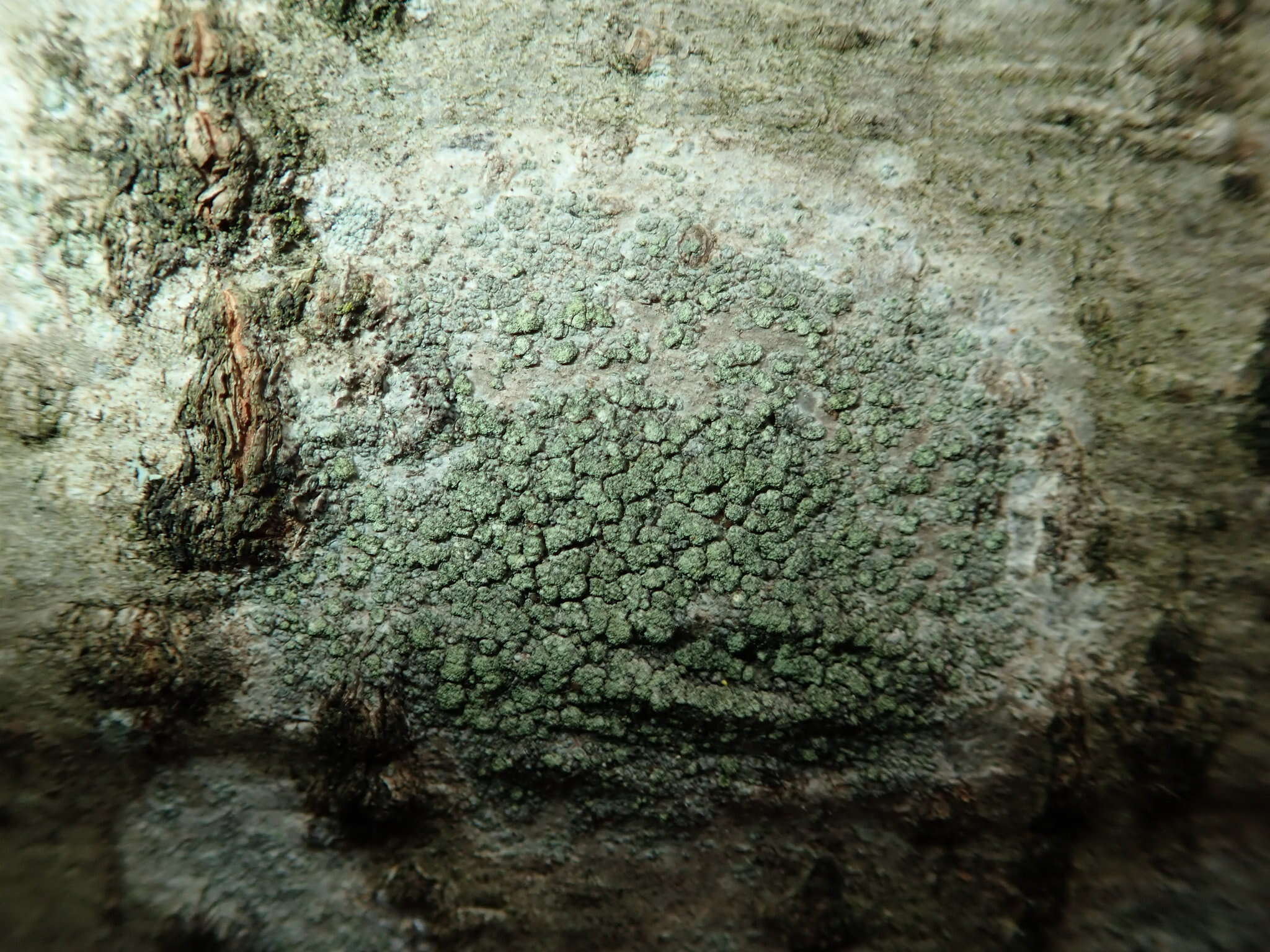 Image of disc lichen