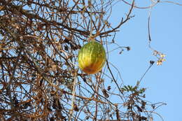 Cucurbita argyrosperma K. Koch resmi