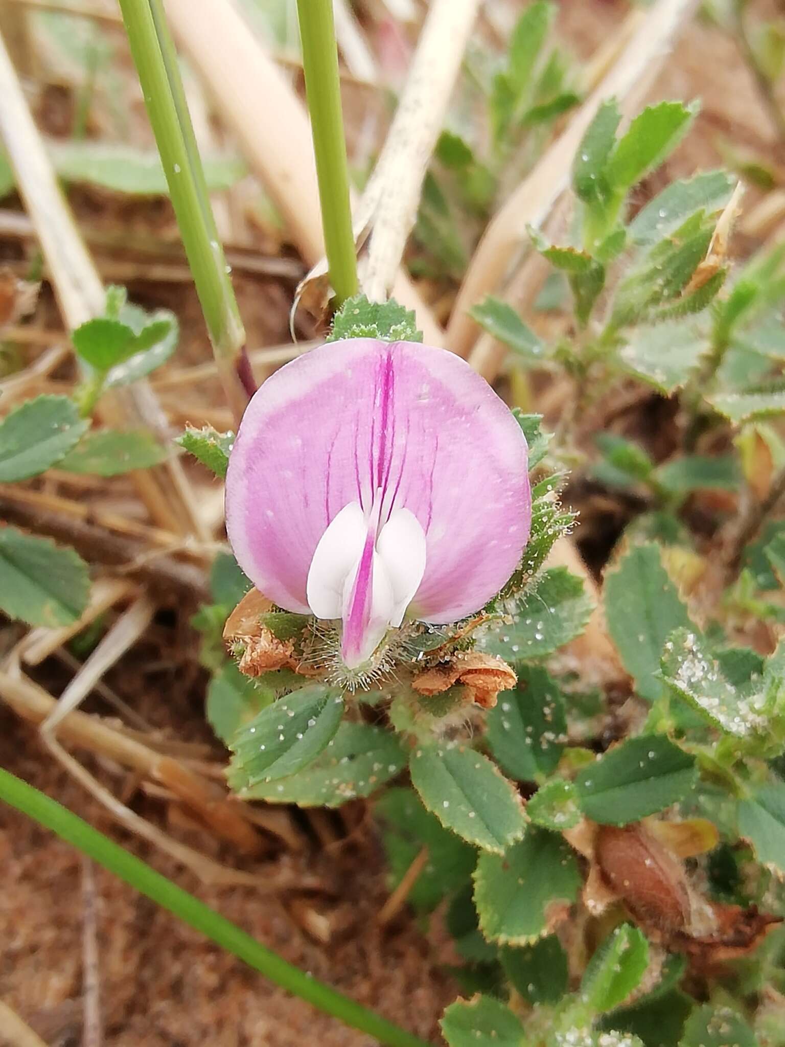 Ononis spinosa subsp. procurrens (Wallr.) Briq.的圖片