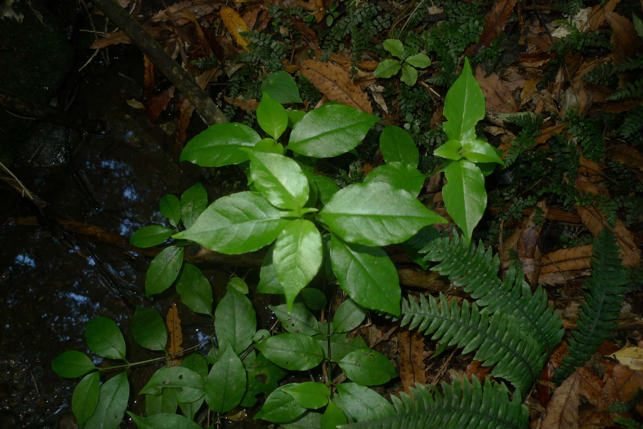 Imagem de Geniostoma rupestre var. ligustrifolium (Cunn.) B. J. Conn