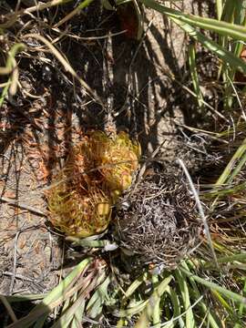 Image of Protea revoluta R. Br.