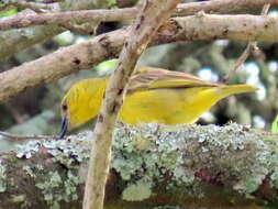 Image of African Golden Weaver