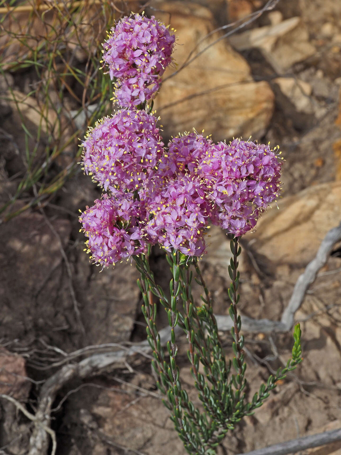 Image of Lachnaea montana Beyers