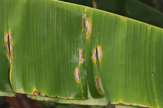 Image of Neocordana musae (Zimm.) M. Hern.-Rest. & Crous 2015