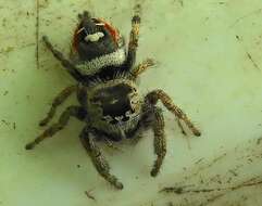 Image of Phidippus californicus Peckham & Peckham 1901