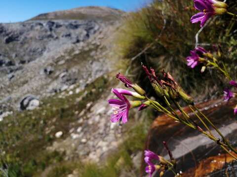 Image de Drosera regia Stephens