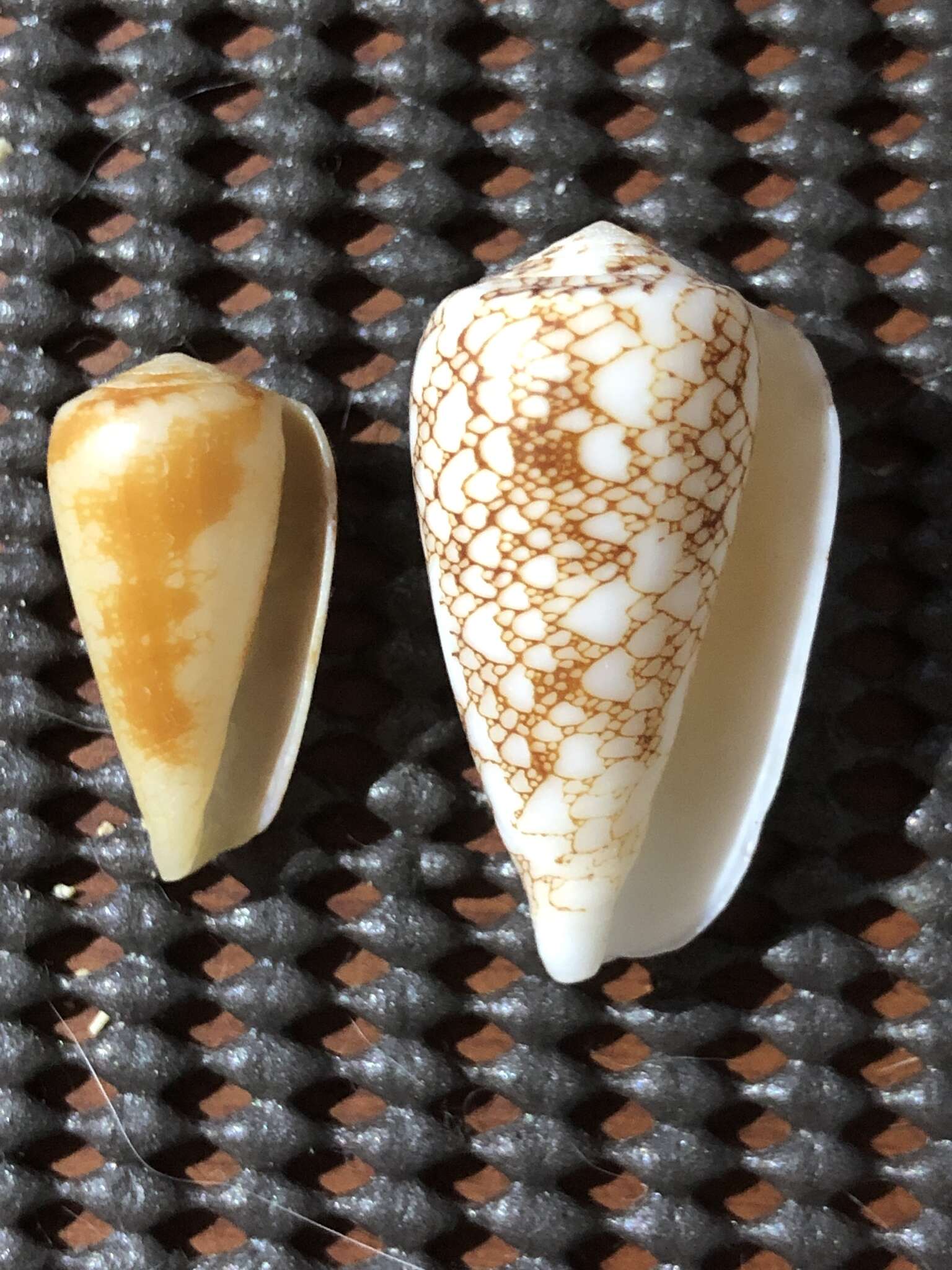 صورة Conus omaria Hwass ex Bruguière 1792